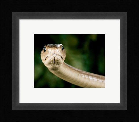 Framed Black Mamba Snake Print