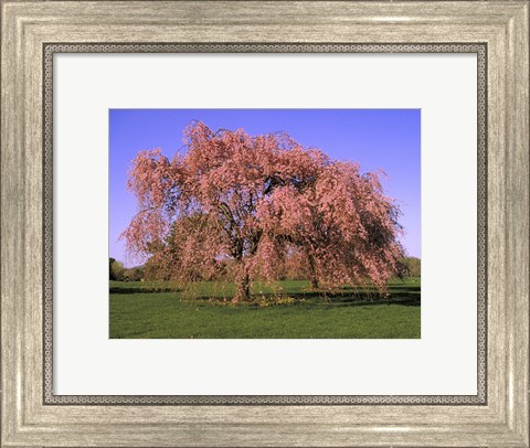 Framed Blossoms on a tree in a field Print