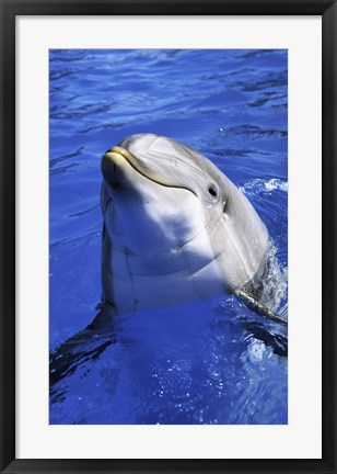 Framed Dolphin - head out of the water Print