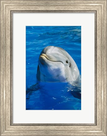 Framed Dolphin - in the water Print