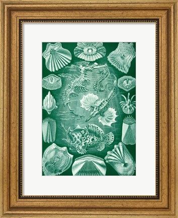 Framed Seahorse and Angler Fish Print
