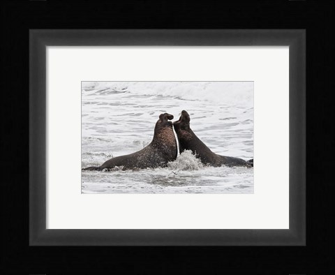 Framed Alpha Seals Print