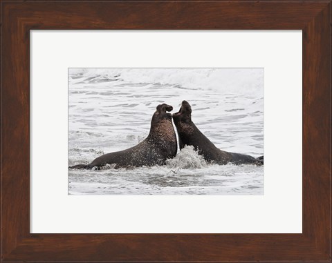 Framed Alpha Seals Print