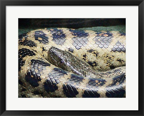 Framed Anaconda Print