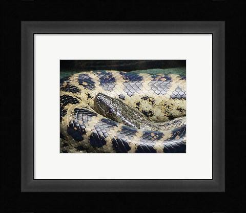 Framed Anaconda Print