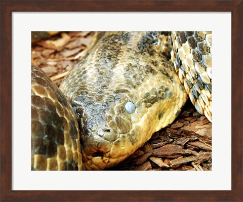 Framed Anaconda Head Print