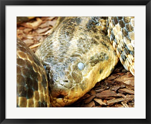 Framed Anaconda Head Print