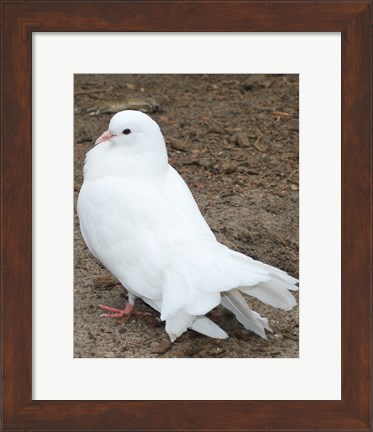 Framed Animal Farm  Dove Print