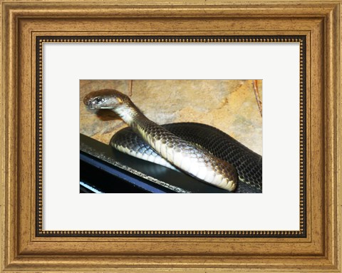 Framed Asian Cobra Print