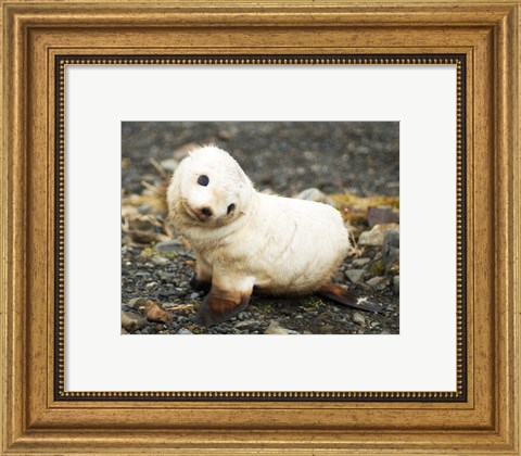 Framed Baby Fur Seal, South Georgia Print