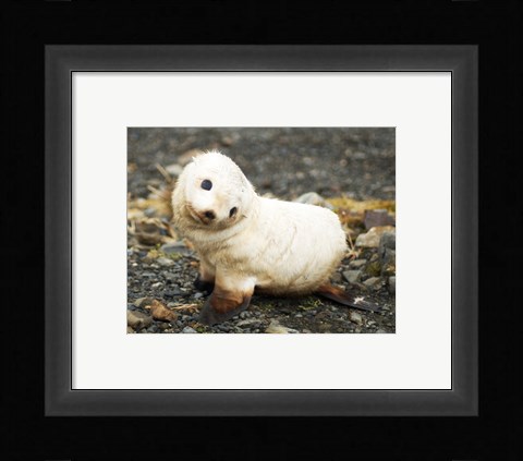 Framed Baby Fur Seal, South Georgia Print