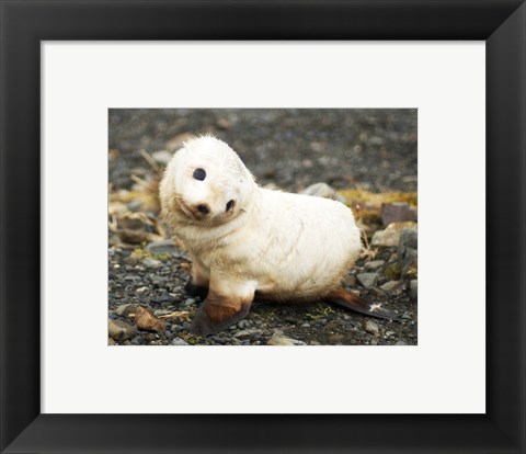 Framed Baby Fur Seal, South Georgia Print