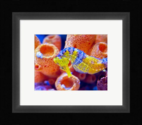 Framed Birch Aquarium Print