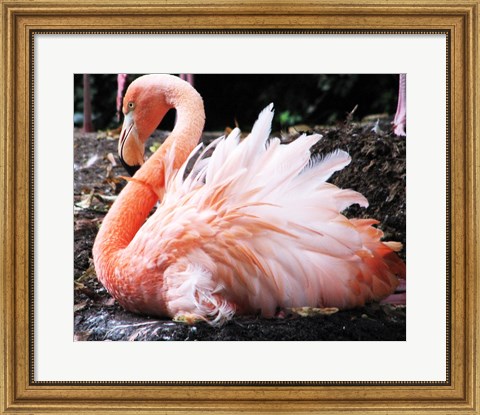 Framed Broedende Rode Flamingo Print