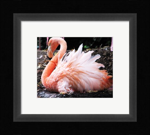 Framed Broedende Rode Flamingo Print