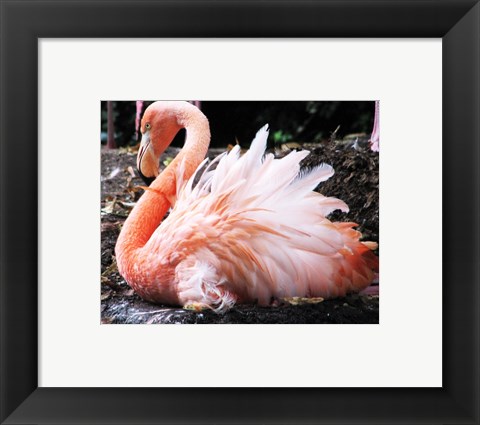 Framed Broedende Rode Flamingo Print