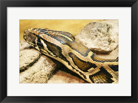 Framed Burmese Python Head Print