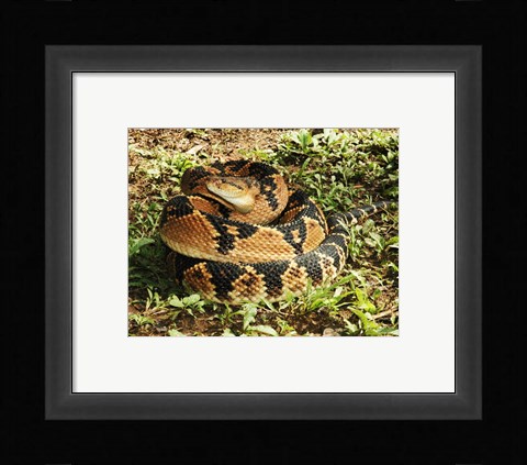 Framed Bushmaster Snake Print