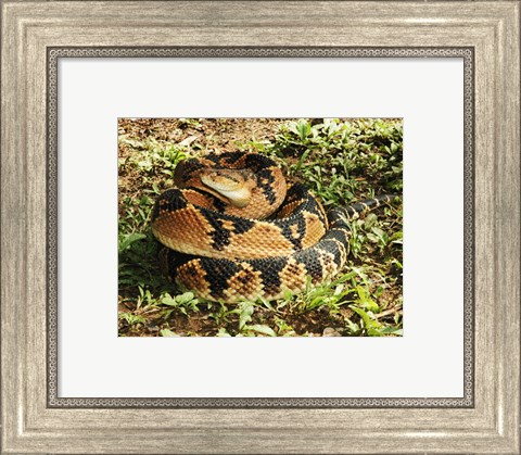 Framed Bushmaster Snake Print