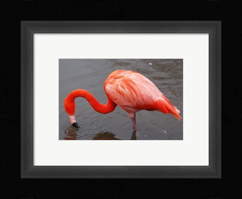 Framed Caribbean Flamingo at Slimbridge Arp Print