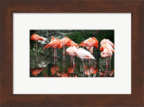 Framed Caribbean Flamingo Phoenicopterus Ruber Print