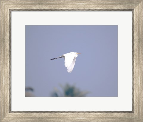 Framed Cattle Egret Flight Print