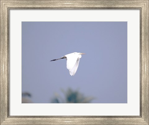 Framed Cattle Egret Flight Print