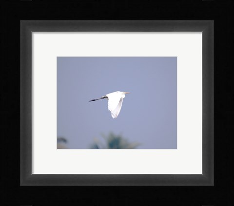 Framed Cattle Egret Flight Print