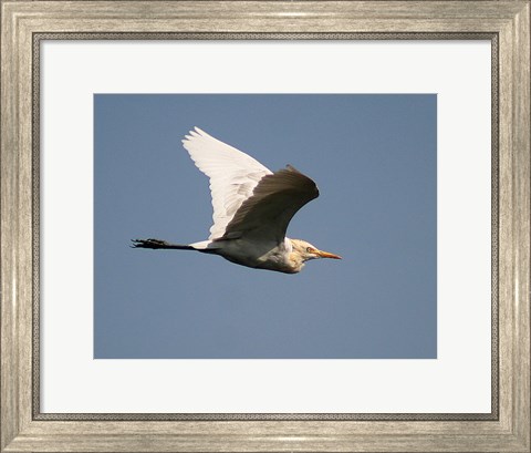 Framed Cattle Egret Print