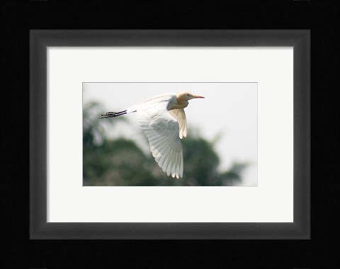 Framed Cattle Egret Print