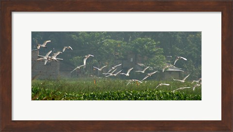 Framed Cattle Egrets Print