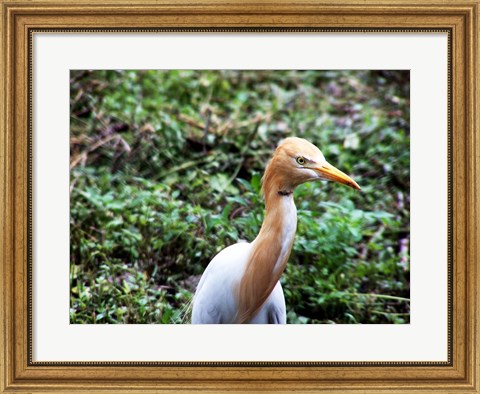 Framed Cattle Egret in Summer Print