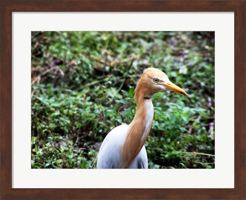 Framed Cattle Egret in Summer Print