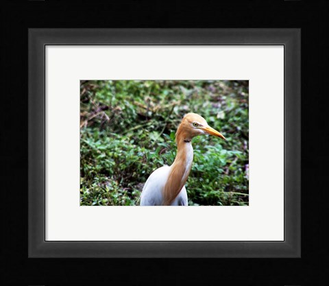 Framed Cattle Egret in Summer Print
