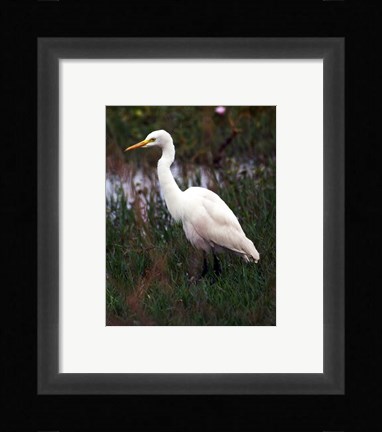 Framed CattleEgret Print