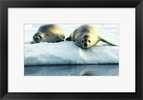 Framed Crabeater Seals Print