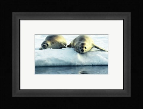 Framed Crabeater Seals Print