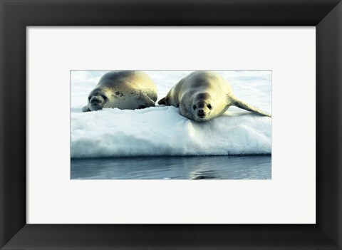 Framed Crabeater Seals Print