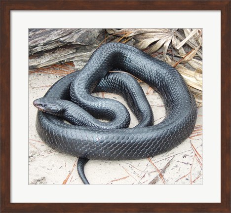 Framed Eastern Indigo Snake Print