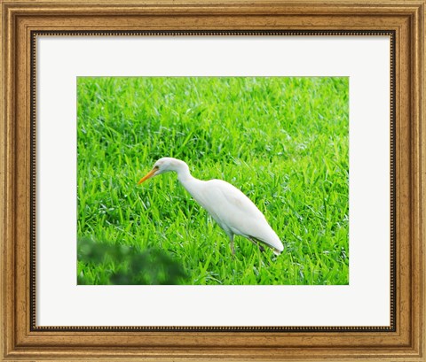 Framed Egret In Field Print