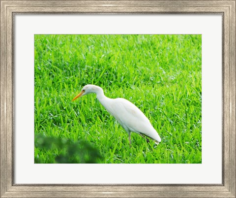 Framed Egret In Field Print