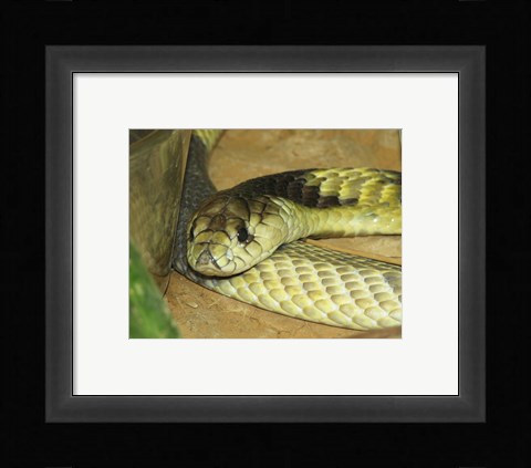 Framed Egyptian Cobra Print