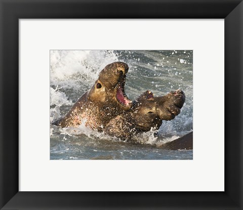 Framed Elephant Seals Fighting Print