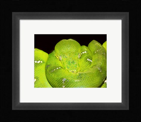 Framed Emerald Tree Boa Print