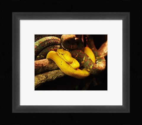 Framed Eyelash Pit Viper Print