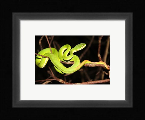 Framed Eyelash Viper Print
