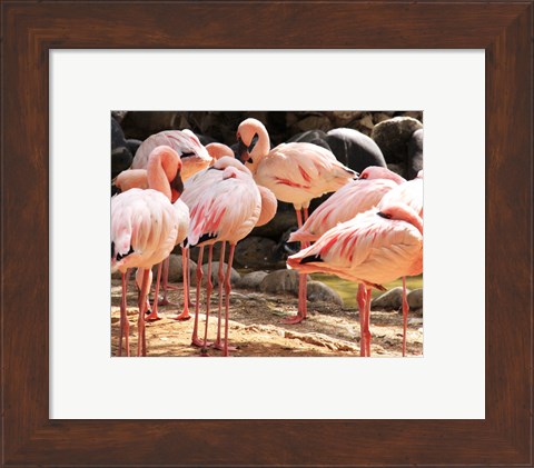 Framed Flamingos Standing Together Print