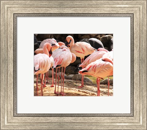 Framed Flamingos Standing Together Print