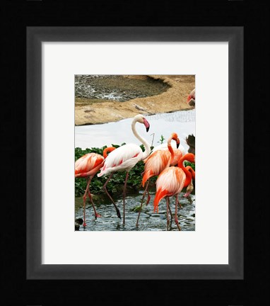 Framed Flamingos Pink and White Print