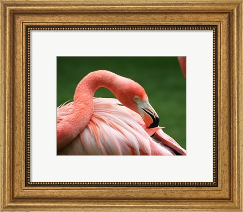 Framed Flamingo Grooming Print